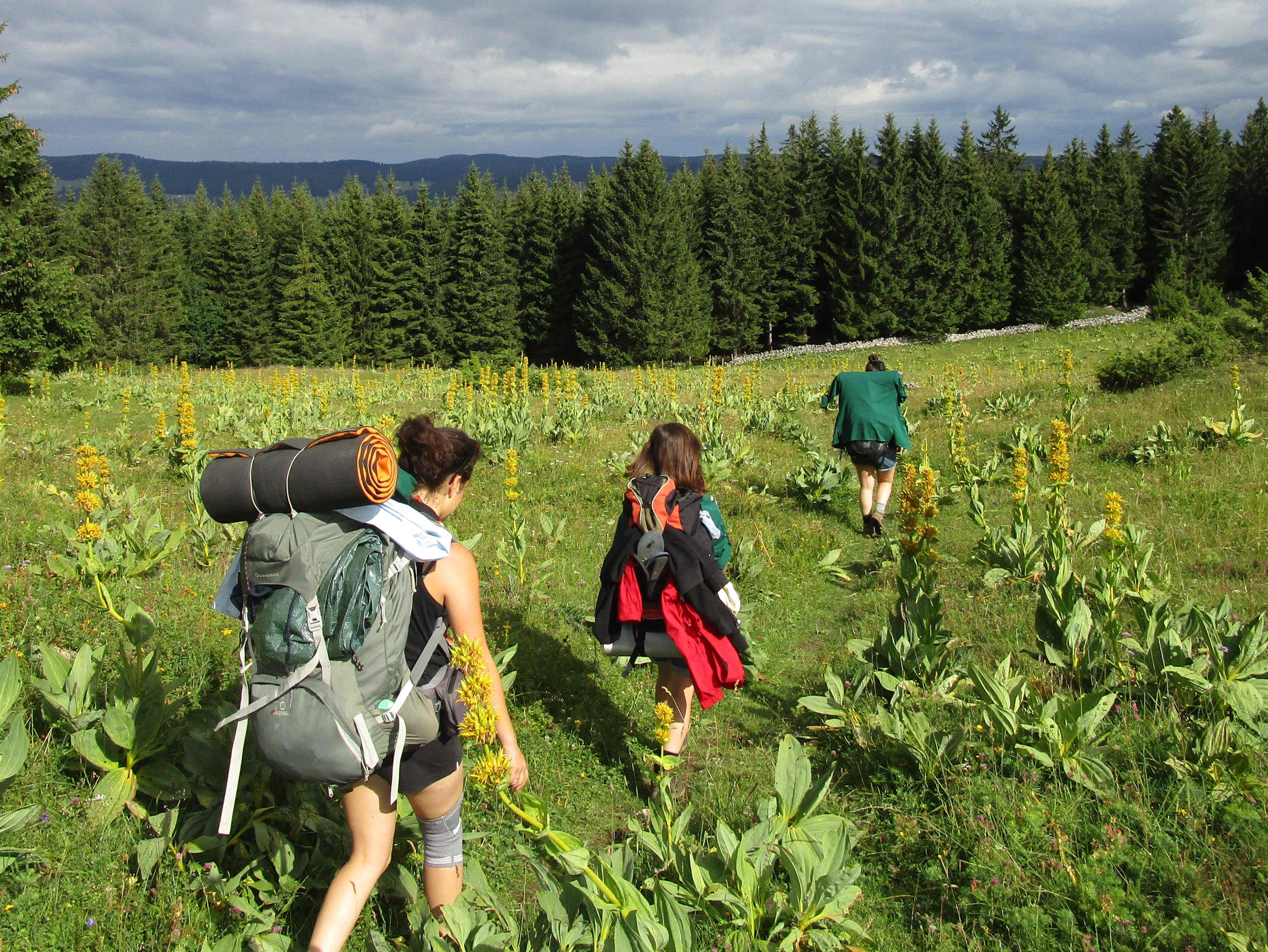 marche dans gentianes1